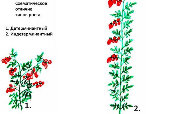 การก่อตัวของมะเขือเทศ