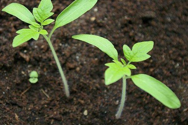 plants de tomates