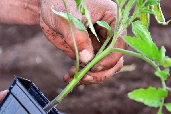 ก้านมะเขือเทศ