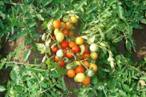 คำอธิบายชุดมะเขือเทศโนม: กฎการปลูกและการดูแล