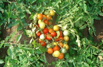 มะเขือเทศแคระ