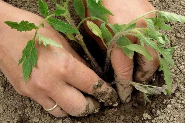 Planter des tomates