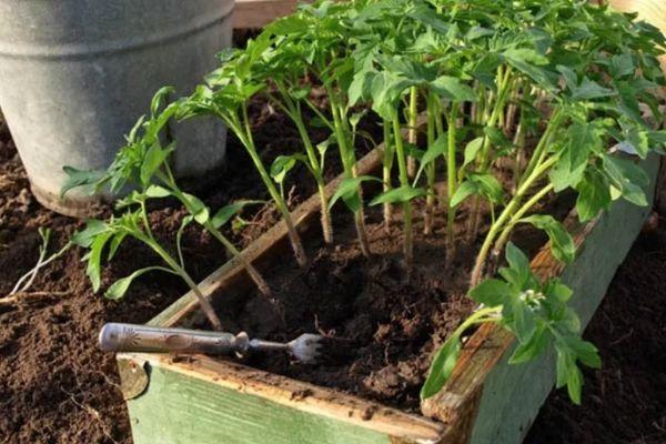 plants de tomates