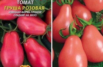 ลักษณะของมะเขือเทศ