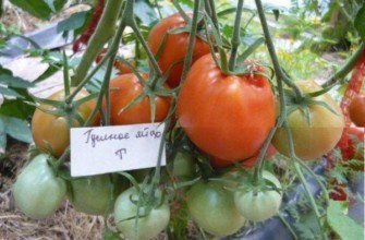 มะเขือเทศลูกผสม