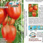 เมล็ดมะเขือเทศ