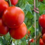 มะเขือเทศลูกผสม