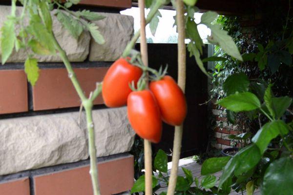 buisson de tomates