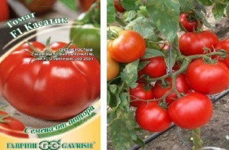 มะเขือเทศลูกผสม