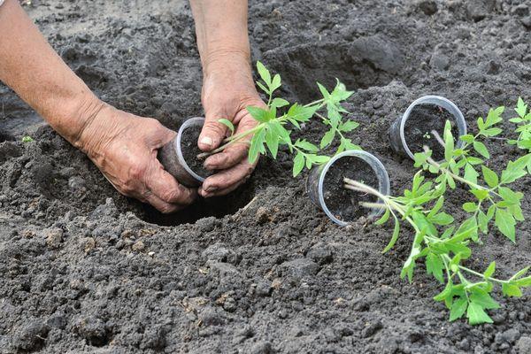 Planter des tomates