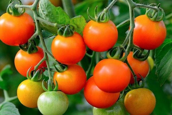 มะเขือเทศลูกผสม