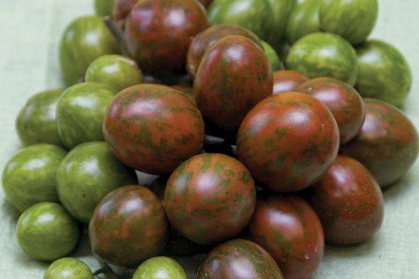 ช็อกโกแลตคิชมิช F1