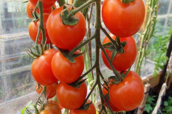 คีชสีแดง