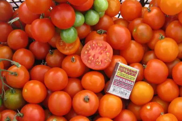 มะเขือเทศสีส้ม