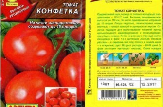 เมล็ดมะเขือเทศ