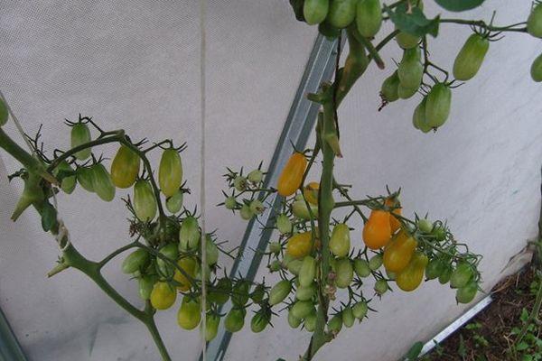 มะเขือเทศสีเหลือง