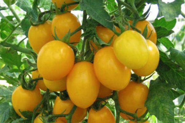 มะเขือเทศสีเหลือง