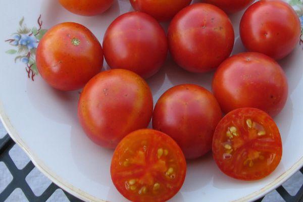 มะเขือเทศสุก