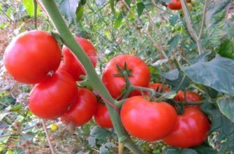 คอร์นีเยฟสกี้ สีชมพู