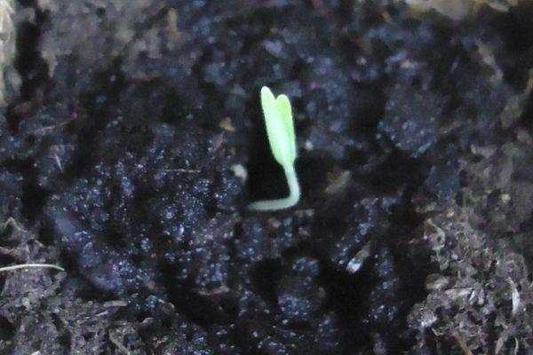 ต้นกล้ามะเขือเทศ