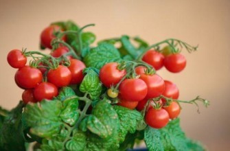 มะเขือเทศเชอร์รี่