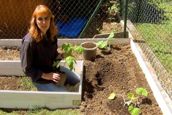 Planter des tomates