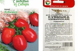 ลักษณะของมะเขือเทศ