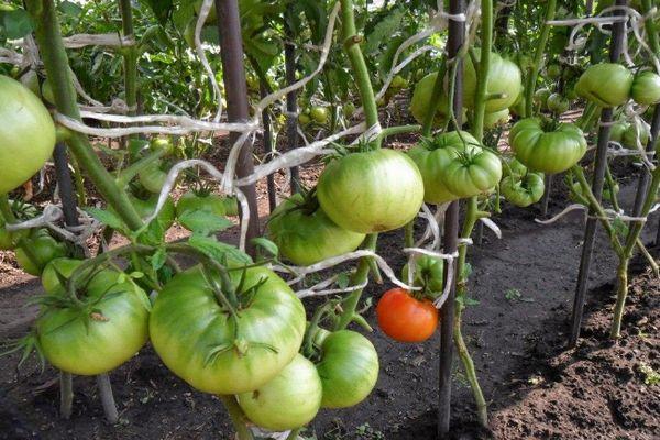 Cultiver des tomates