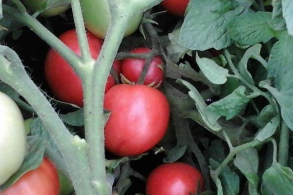 มะเขือเทศลูกผสม