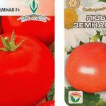 มะเขือเทศลูกผสม