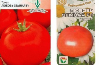 มะเขือเทศลูกผสม