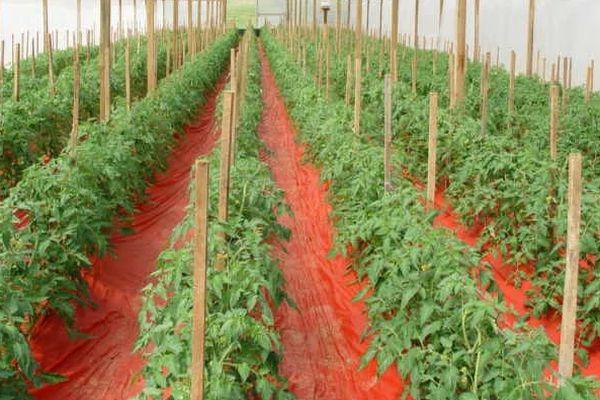 การปลูกพืชในเรือนกระจก