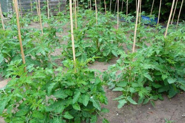 ถั่วงอกมะเขือเทศ