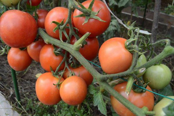 ต้นมะเขือเทศ