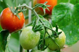 มะเขือเทศต้นอ่อน