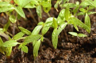 ต้นกล้ามะเขือเทศ