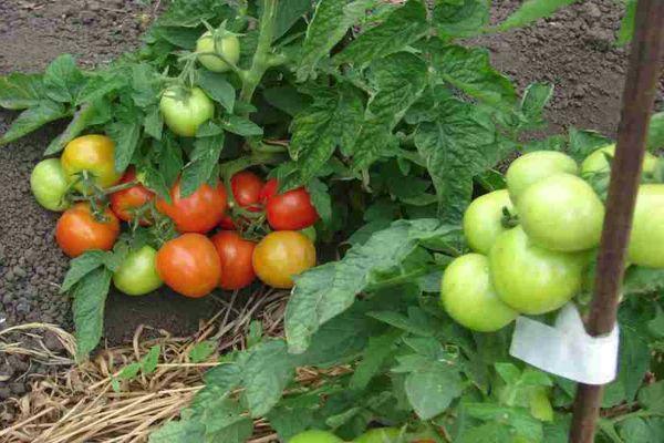 ต้นมะเขือเทศ