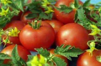 มะเขือเทศแม่ลูกดก