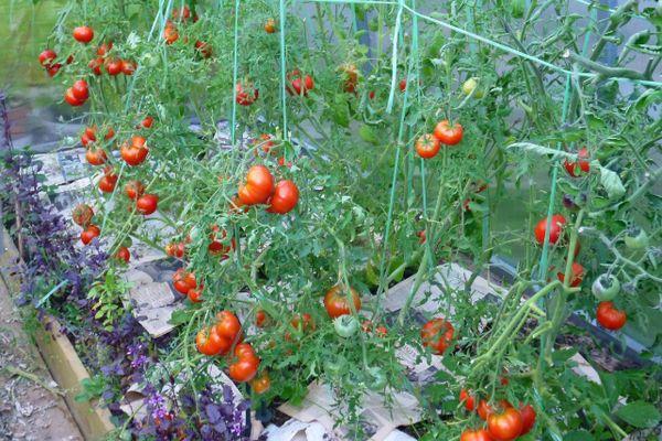 Cultiver des tomates