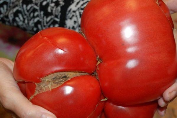 Grosses tomates