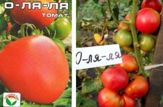 มะเขือเทศลูกผสม