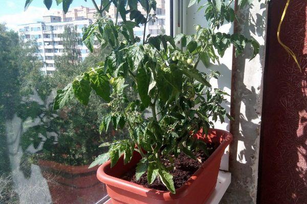 มะเขือเทศบนขอบหน้าต่าง