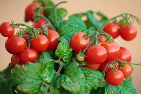 มะเขือเทศแคระ