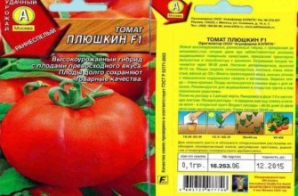 เมล็ดมะเขือเทศ