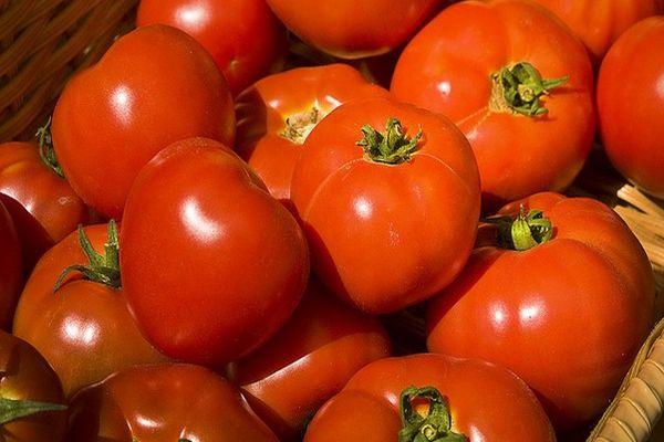Tomates mûres