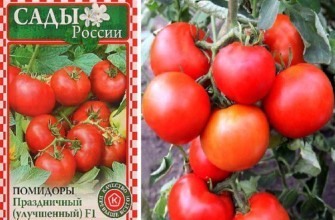 มะเขือเทศเทศกาล