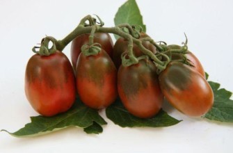 มะเขือเทศดำ