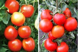 ลักษณะของมะเขือเทศพันธุ์ซิลเวสเตอร์ f1 คำอธิบาย
