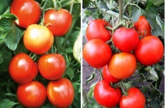 มะเขือเทศซิลเวสเตอร์ f1