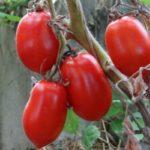 น้ำแข็งย้อยสีแดง